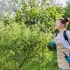 Ako liečiť jablkový strom, hrušku a slivku v júli proti chorobám a škodcom
